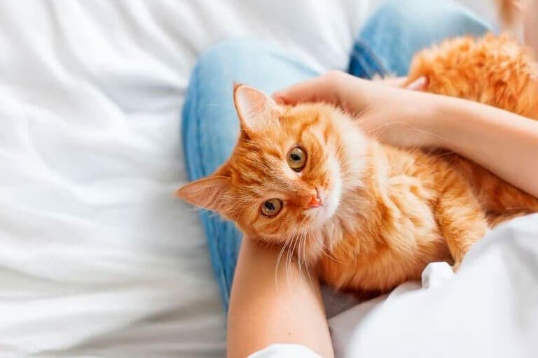 racas-de-gatos-mais-doceis